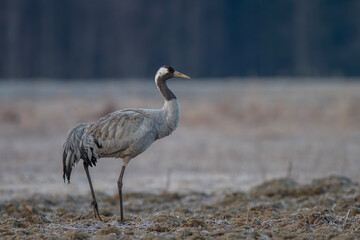 Żuraw, żuraw popielaty, żuraw szary, crane, Grus grus © Michal Przystas