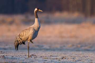 Żuraw, żuraw popielaty, żuraw szary, crane, Grus grus © Michal Przystas