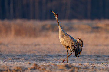 Żuraw, żuraw popielaty, żuraw szary, crane, Grus grus