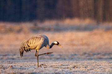 Żuraw, żuraw popielaty, żuraw szary, crane, Grus grus © Michal Przystas