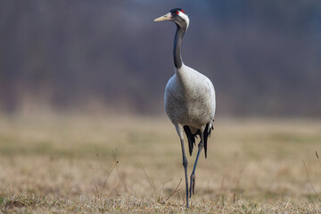 Żuraw, żuraw popielaty, żuraw szary, crane, Grus grus © Michal Przystas