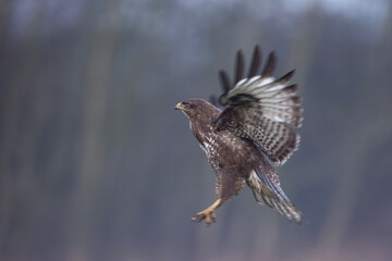 Myszołów zwyczajny, common buzzard, (Buteo buteo)