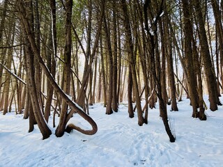 Woodland forest of pine trees close up with snow on the ground.  Trees are close together.  No people. Copy Space.