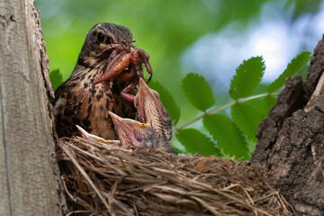 blackbird feeds its chicks with worms in nest on tree in forest, bird is engaged in feeding small chicks