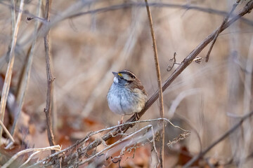 White-Throated Sparrow