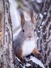 Red squirrel in winter coloring sitting on a tree and looking at the camera