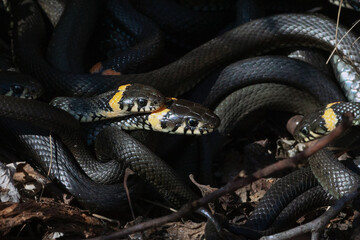 lot of intertwining black snakes in forest basking in warm rays of sun, close-up