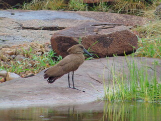 Hammerkop