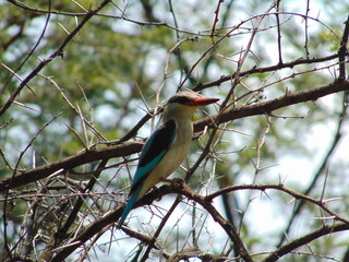 Woodlands Kingfisher