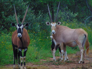 Fototapeta premium Golden and Red Gemsbok