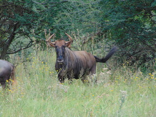 Wildebeest