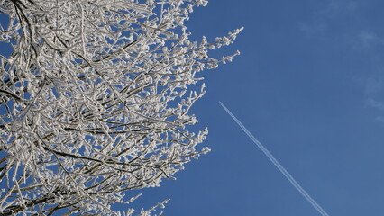A frost-covered apple tree branch contrasts with a clear blue sky, while a contrail from a passing airplane cuts diagonally across the frame, creating a striking visual effect.

