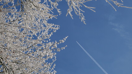A frost-covered apple tree branch contrasts with a clear blue sky, while a contrail from a passing airplane cuts diagonally across the frame, creating a striking visual effect.

