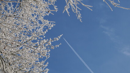 A frost-covered apple tree branch contrasts with a clear blue sky, while a contrail from a passing airplane cuts diagonally across the frame, creating a striking visual effect.


