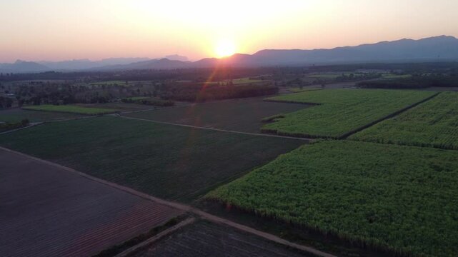 Stunning 4K aerial drone view of a vast sugarcane farm at sunset, showcasing the beauty of large-scale agriculture and rural landscapes.