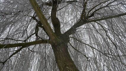 A weeping willow tree in winter stands with bare branches covered in frost, creating a delicate, ethereal canopy of white, contrasted by its dark, gnarled trunk. 