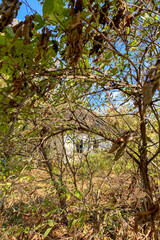 Old abandoned countryside house, Poltava region, Ukraine
