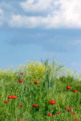 Meadow with wild flowers and red poppies springtime