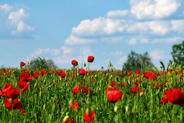 Poppies flower meadow and blue sky with clouds countryside landscape
