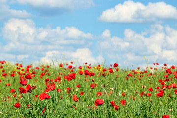 Poppies meadow and blue sky with clouds countryside spring season