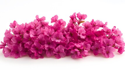 Lovely Pink Blossoms Arranged Beautifully Against White Background