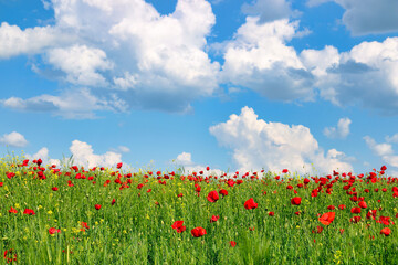 Red poppies meadow and blue sky with clouds countryside springtime