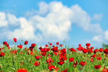 Red poppies meadow and blue sky with clouds landscape springtime