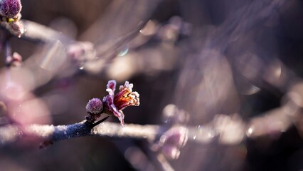 Quince blossoms adorned with frost radiate serene elegance in the soft glow of sunlight.
