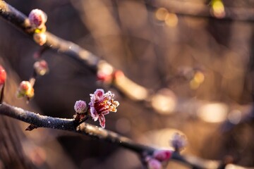 Quince flowers with light frost sparkle under warm sunlight, capturing the season's quiet beauty.