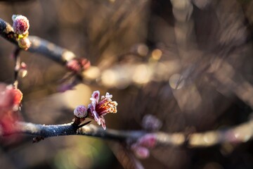Macro view of frosted quince flowers captures intricate textures and the charm of seasonal transitions.