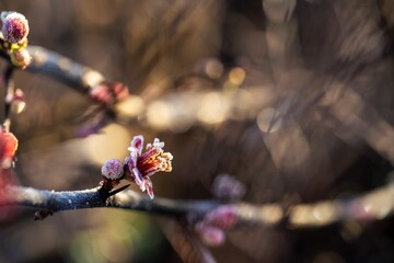 Delicate quince blossoms with a light frost glisten in the sunlight, highlighting the serene beauty of winter.