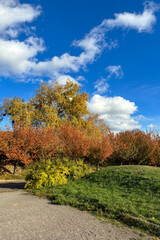 Naklejka premium The golden autumn leaves shimmer in the soft sunlight, covering the ground in a warm, colorful carpet as they gently rustle in the crisp breeze, creating a picturesque scene of seasonal beauty 