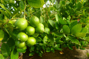 photography of fresh green lime fruit plants
