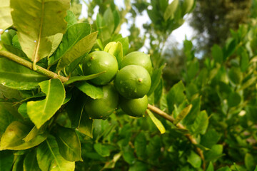 photography of fresh green lime fruit plants