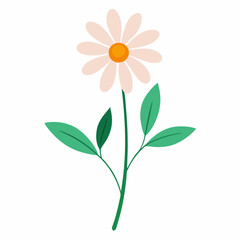 flower isolated on white