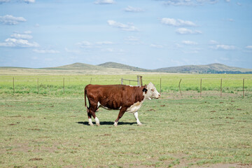 brown and white Polled Hereford in a field. Hills, sky and grass. Wide copy space