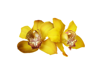 Two yellow orchid flowers in a floral arrangement isolated on a white or transparent background