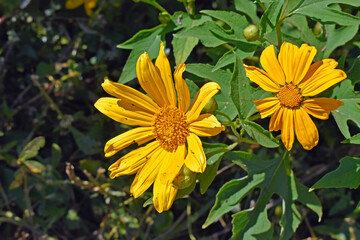 Mexican sunflowers or tree marigold (Tithonia diversifolia) on garden