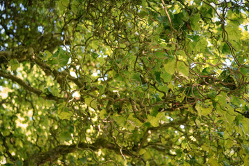 Obraz premium Background of Corkscrew hazel (Corylus avellana) tree in warm colors and sun shining though the leafs, Muenster botanical garden, Germany