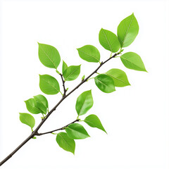 Fototapeta premium Green leaves tree branch isolated on white background