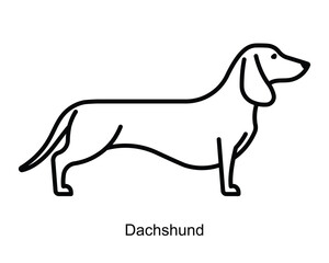 Dachshund, line icon. Small dog is standing. Linear illustration, editable strokes