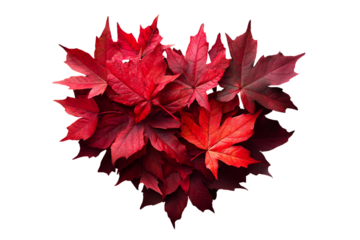 Red autumn leaves isolated on a transparent background, png image, cut out