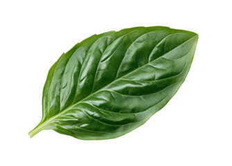 Obraz premium Fresh Green Basil Leaf Culinary Herb Ingredient Food Nature