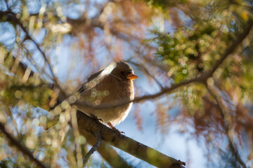 Eurasian Chaffinch perched on a branch in the morning light