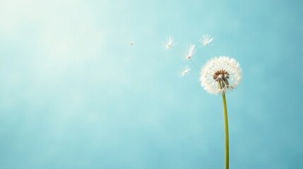 Fototapeta premium A delicate dandelion seed head against a serene pastel blue background, with seeds gently drifting in the breeze, symbolizing change and new beginnings.