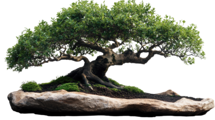 Ancient Bonsai Tree: A majestic bonsai tree, meticulously sculpted and nurtured over time, stands proudly on a weathered rock. Its gnarled branches reach skyward.