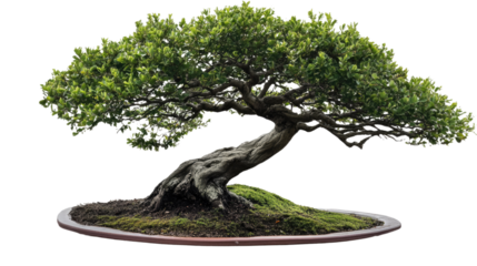 Ancient Wisdom: A mesmerizing bonsai tree with intricate branches and a weathered trunk stands proudly, showcasing the art of patience, balance, and resilience.