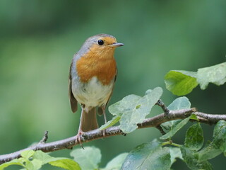 Rudzik (Erithacus rubecula) © Nature Observatory