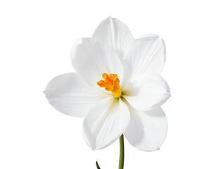 white narcissus isolated on white