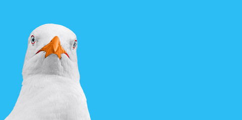 Art template with frontal shot of portrait of the head of white gull looking at the camera on a blue isolated background. Blank for advertising posters with funny animals, birds with empty copy space